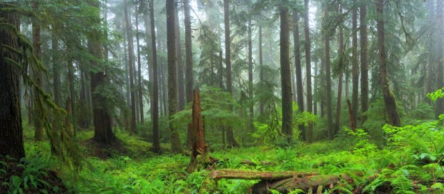 Poražavajuæe: U 2018. godini ostali smo bez 12 miliona hektara šuma