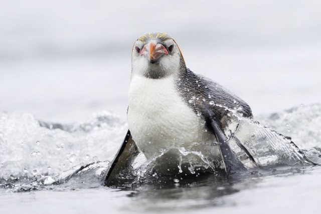 Hiljade beba carskih pingvina nestalo u moru na Antarktiku