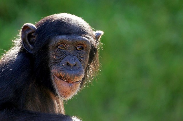 Ova šimpanza zna da koristi Instagram