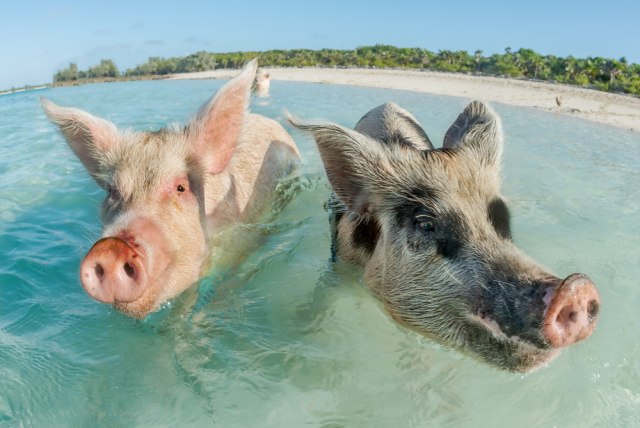 Ostrvo prasiæa: Idealno mesto za odmor ako ste ljubitelj životinja VIDEO