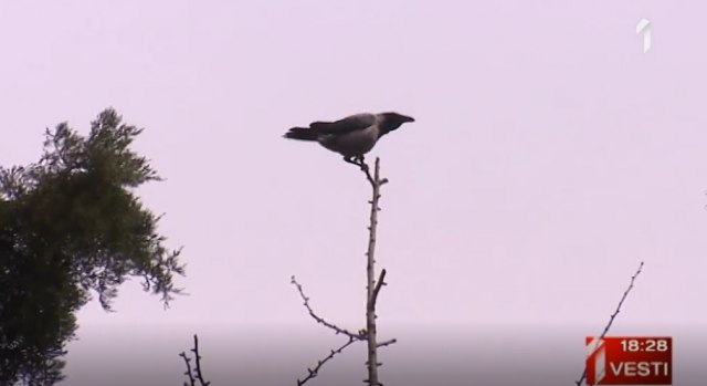 Beograđane napadaju vrane: Evo kako da se odbranite od njih VIDEO