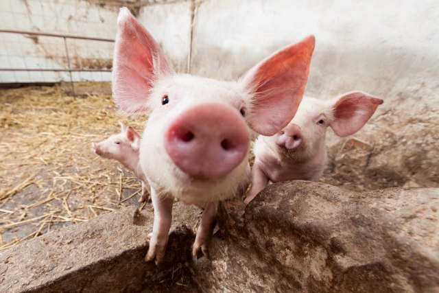 Afrièka kuga ubija kineske svinje: Slede nestašice i rekordne cene mesa