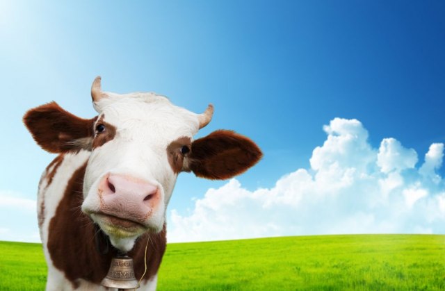 Vlasti reagovale na bizaran internet-izazov: "Prestanite da ljubite krave u usta!"