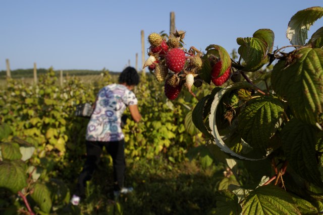 Komisija ne može na svaku njivu: Osiguravaju samo neošteæene plantaže voæa