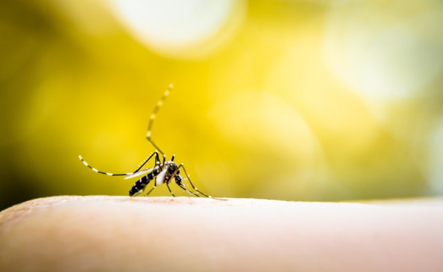 Postalo je kritièno: Grad kreæe na komarce i iz vazduha