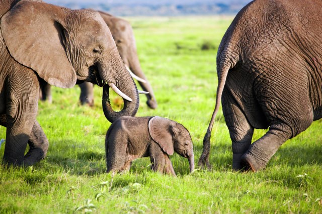 "Etièko ubijanje": Ponovo dozvoljen lov na ove divne životinje