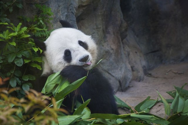 Prvi put snimljena albino panda u diviljni