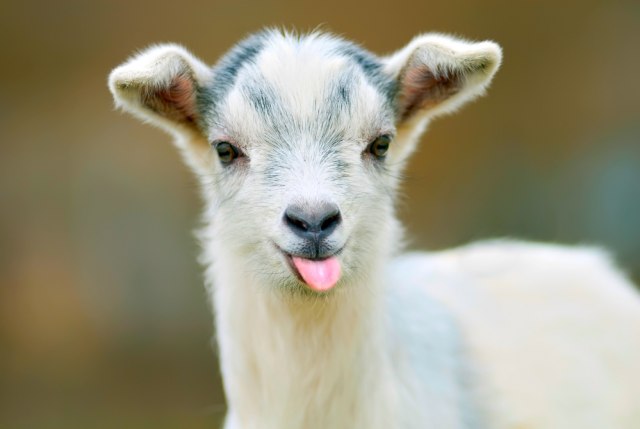 Koze više vole nasmejane ljude: Radije prilaze veselom, nego ljutitom licu
