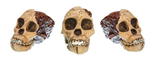 Otkriveno zašto su neandertalci izumrli: Razlog je zaista neverovatan