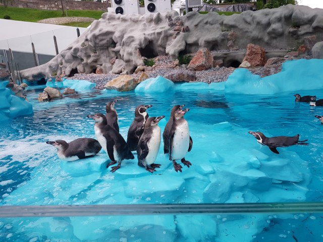 Preslatki: Evo kako su se pingvini privikli na novi dom FOTO