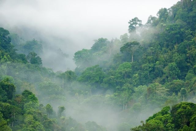 Ovde sve nastaje i umire prirodno: Najbliža prašuma, dolazili Tito, Sofija Loren i Harison Ford