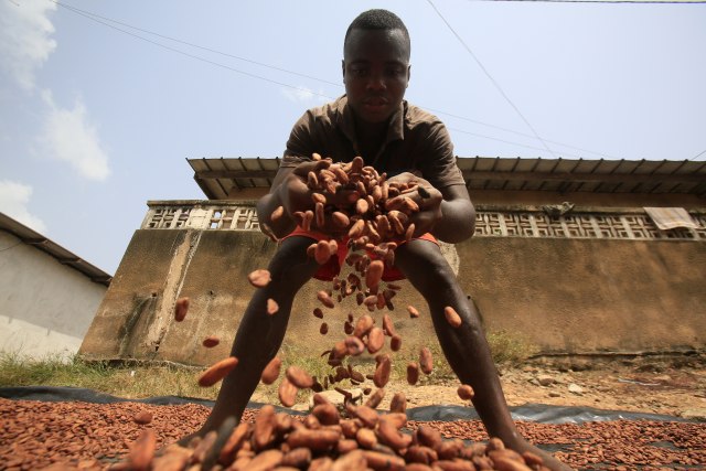 Pobunili se: Obala Slonovaèe i Gana traže veæu cenu za kakao