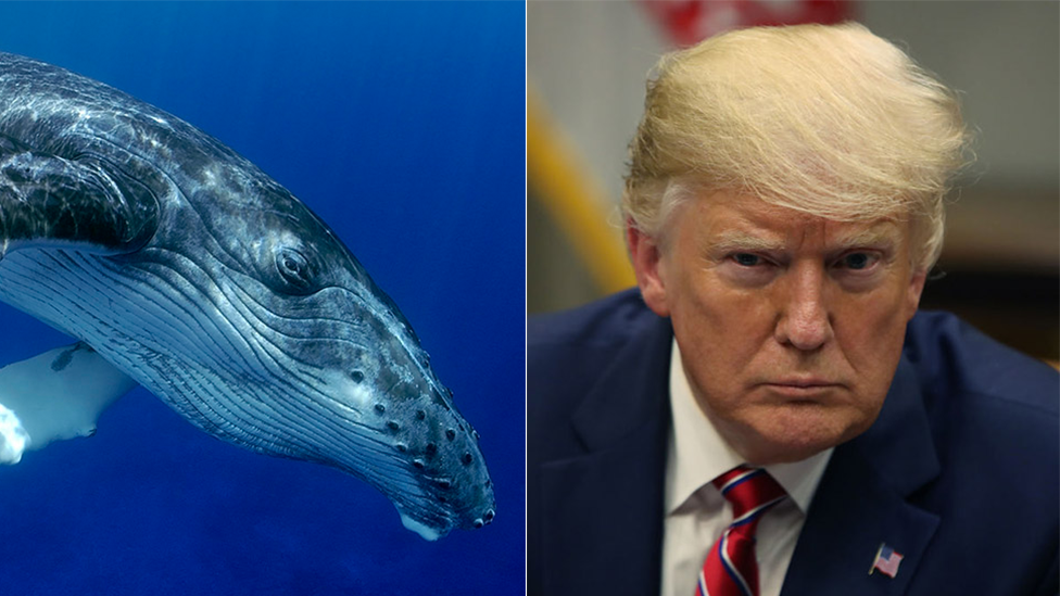 Donald Tramp kaže da je upoznao "Princa od kitova&#x201c; i internet je oduševljen