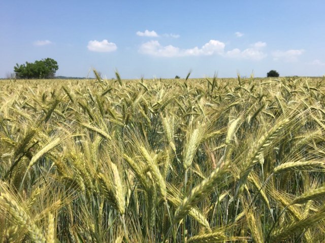 Žetva pšenice počinje ranije: Zbog slabog roda očekuju se niske otkupne cene