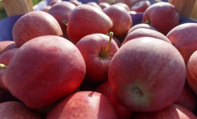 Odgovorili Trampu: Indija povećala carine na američke jabuke i bademe