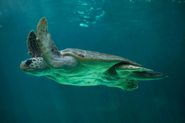 Oporavile se kornjače, pa puštene u more