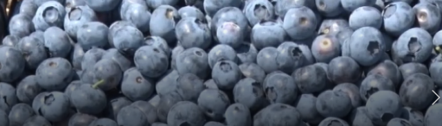 Borovnica postaje najtraženiji srpski proizvod i prilika za odličan biznis VIDEO