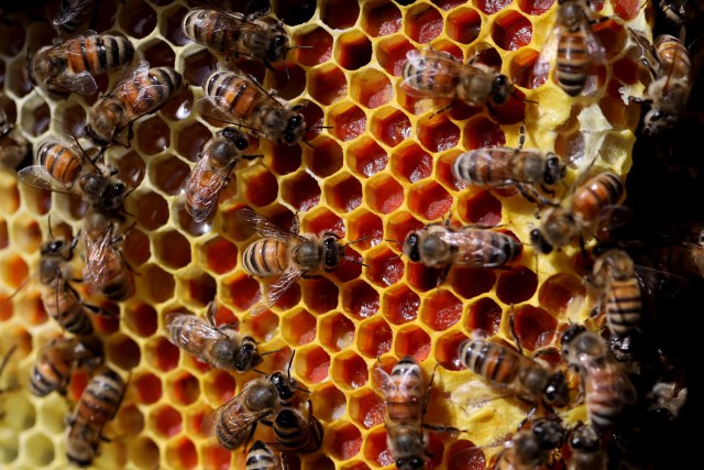 Preko šest miliona dinara pomoći za pčelarstvo u Kikindi