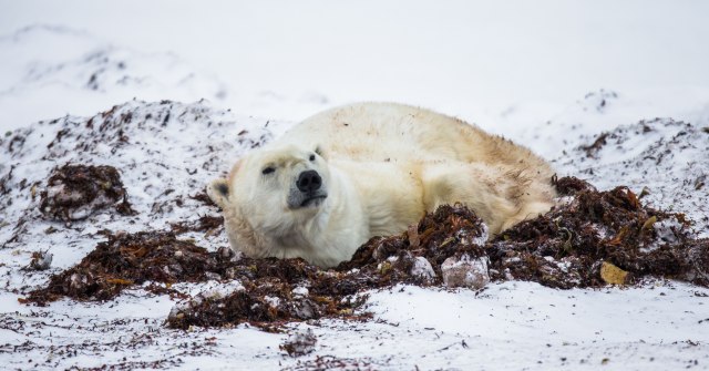 Još jedna posledica topljenja leda: Polarni medved gde mu mesto nije!