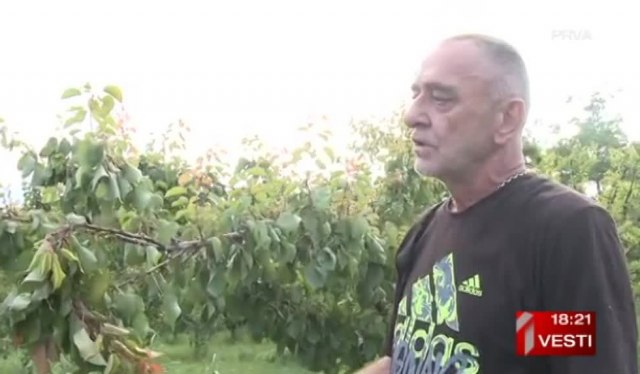 "Zatekli smo haos u voænjacima, od plodova nema ništa" VIDEO