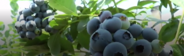 Svi bi da gaje borovnicu: Otkupna cena od tri evra po kilogramu donosi odliènu zaradu  VIDEO