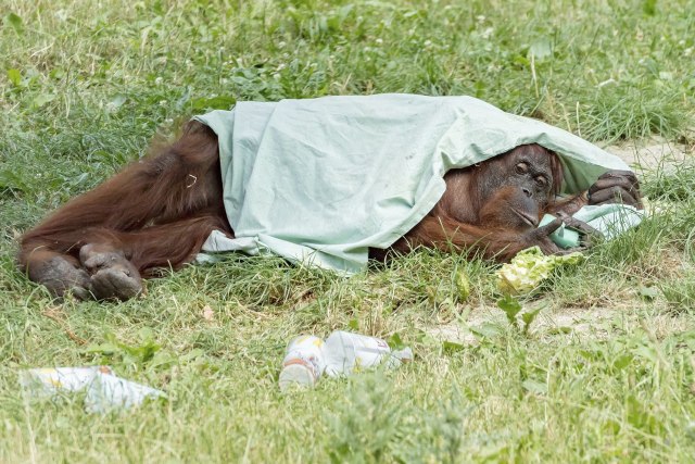 I njima je vruće: Orangutani se rashlađuju vodom