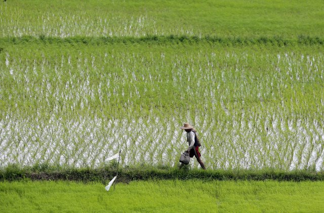 Robot patka pliva kroz pirinčana polja i uništava korov