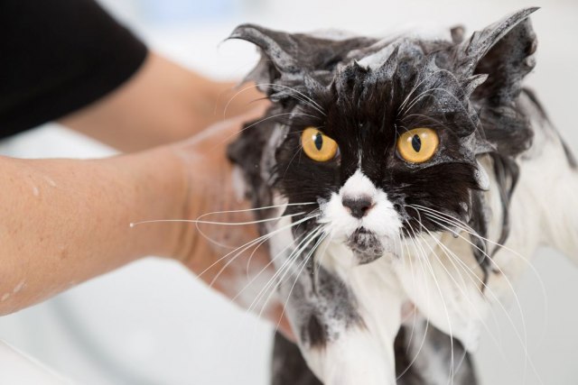 Čudo neviđeno! Mačka preživela pranje u veš-mašini