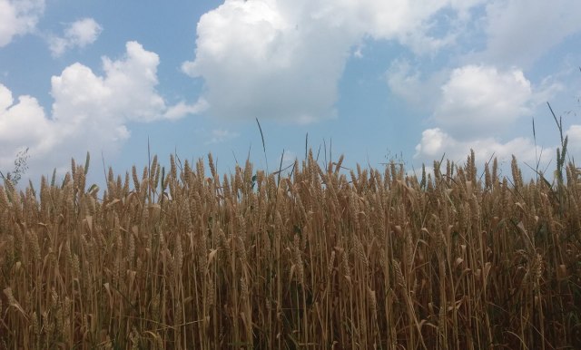 Poèela žetva pšenice na vojvoðanskim poljima: Ove godine solidan prinos