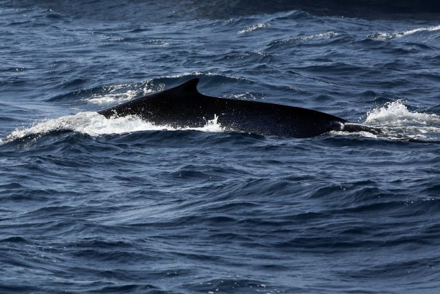 Japanci opet love kitove: Ne brine ih životna sredina, hoæe dobru zaradu