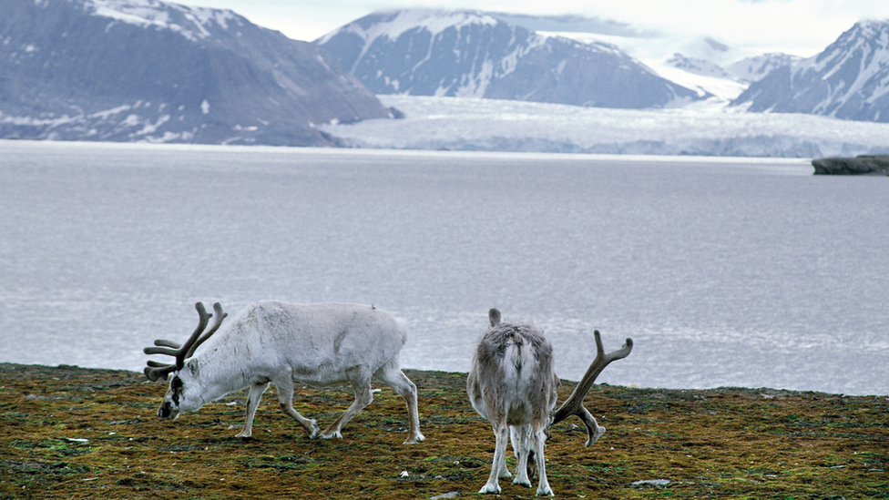 Irvasi sa ostrva Svalbard/DeAgostini/Getty Images