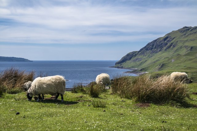 Za posao pastira na usamljenom ostrvu mesečno daju petogodišnju srpsku platu