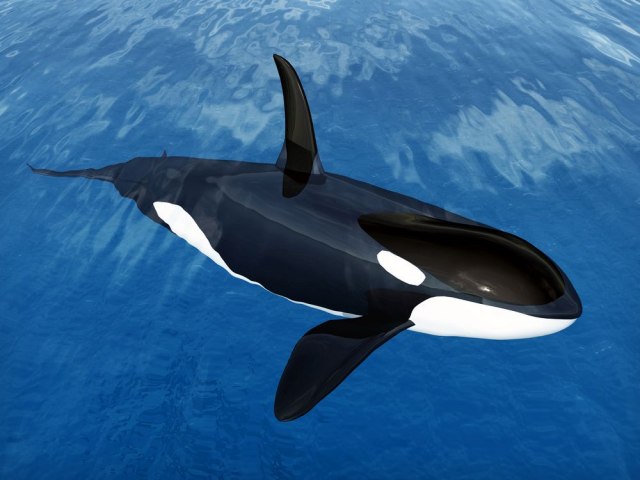 Beba tek rođene orke je devojčica: Ostalo 76 jedinki ove vrste na svetu!