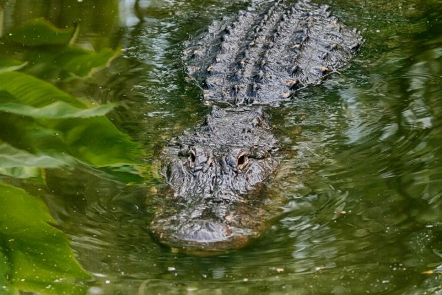 Aligator u parku u Èikagu: Niko ne zna otkud on tu