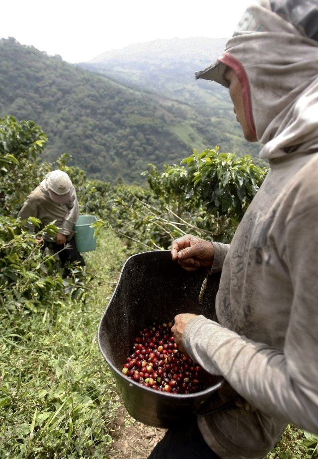 Plantaža kafe na kojoj rade samo transrodne žene: Rešile problem manjka berača i donele profit