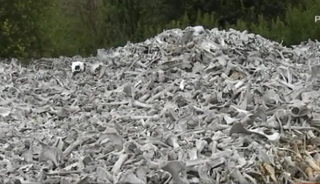 Horor u Padinskoj Skeli: 200 tona kostiju svi zaobilaze više od 10 godina VIDEO