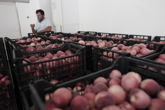 Gajba skuplja nego breskva: Niska cena voæa ne pokriva ni troškove proizvodnje