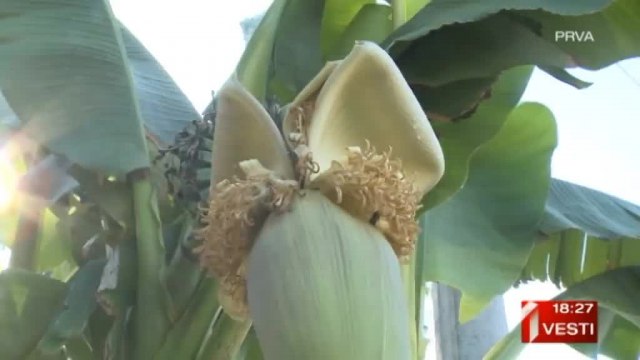 U postojbini šljive rađa – banana VIDEO