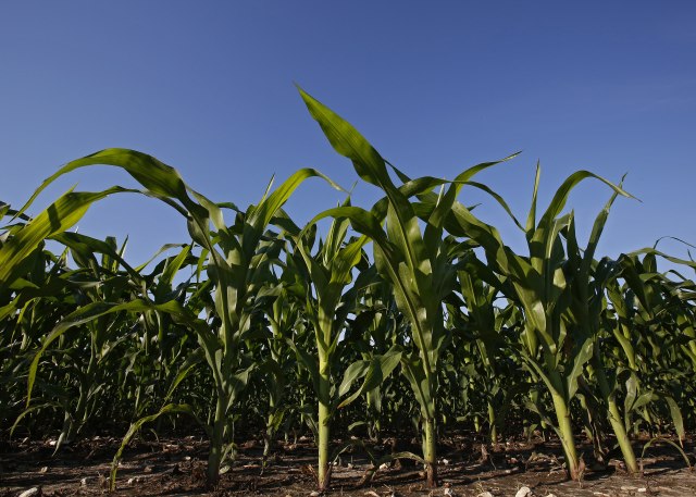 Vreme prija okopavinama: Idealno za oplodnju kukuruza
