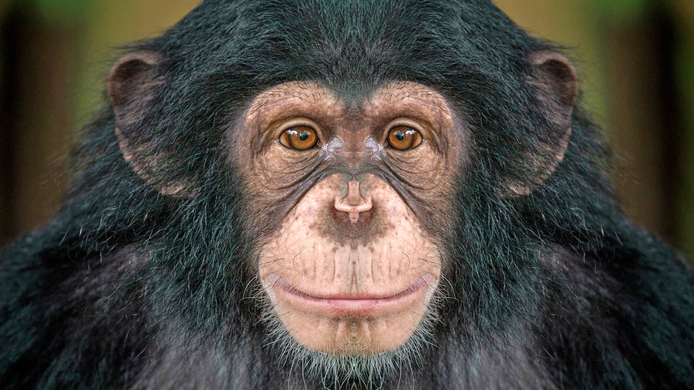 Šimpanze i ljudi: Odlazak u bioskop je društveni fenomen
