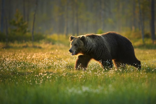 Genije za beg: Medved savladao nemoguæe prepreke