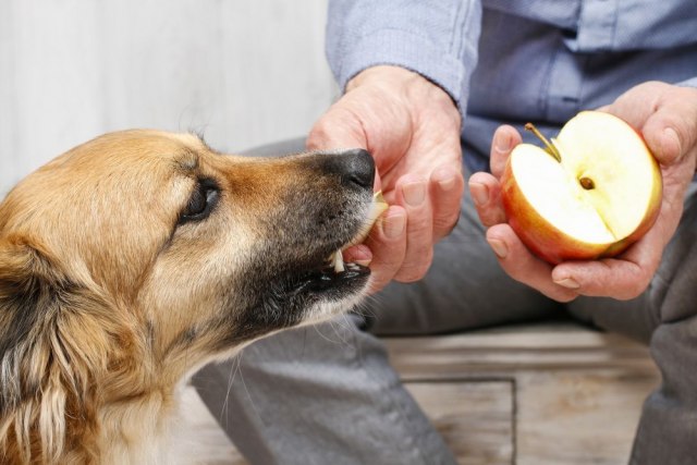 Koje voæe vaš pas sme da jede?