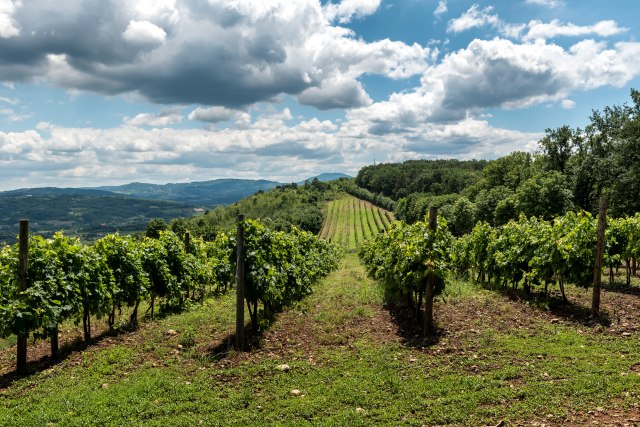 Rajačke Pimnice: Raj za vinopije