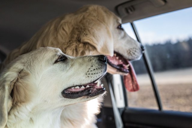 Ne ostavljajte leti pse u autu: Toplota može da bude fatalna po njih