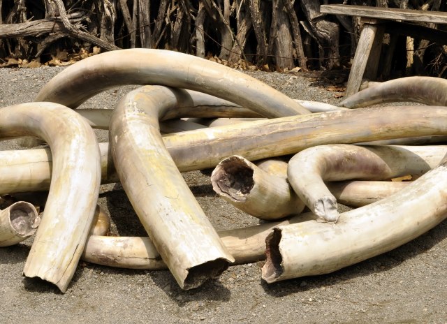 Rekordna zaplena slonovače vredne 13 miliona dolara