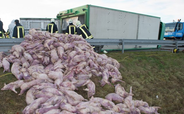 Na dve farme izbila epidemija afričke svinjske kuge