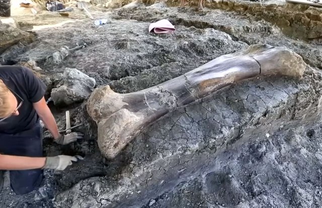 Ogromna kost dinosaurusa stara 140 miliona godina pronaðena na jugu Francuske VIDEO