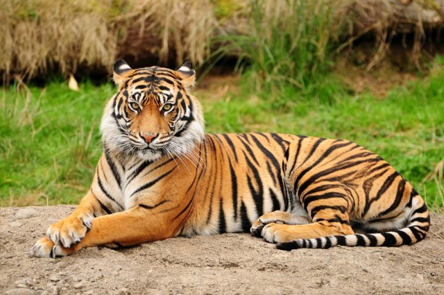 Proganjali su tigrove, sada ih ima skoro 3.000