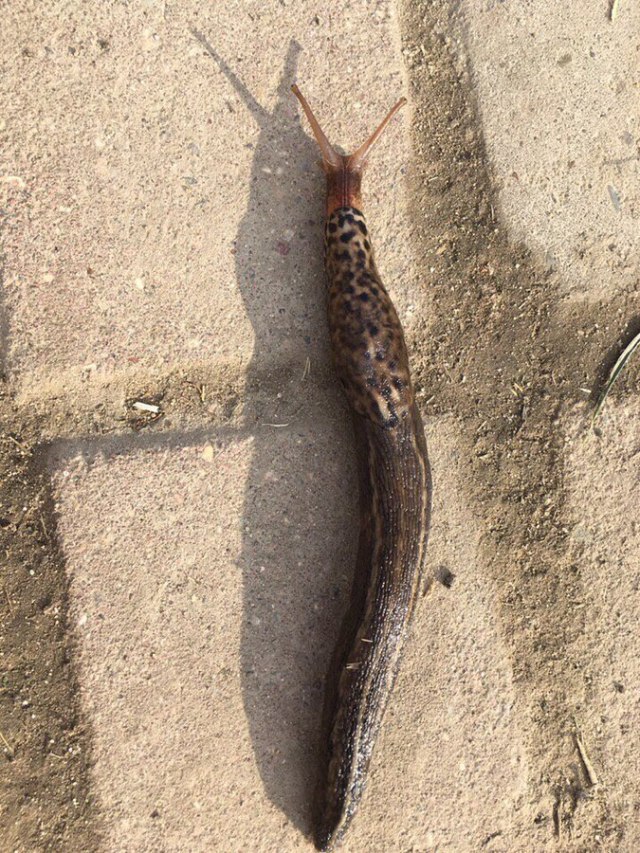 Najezda ogromnih puževa na centar ruske prestonice