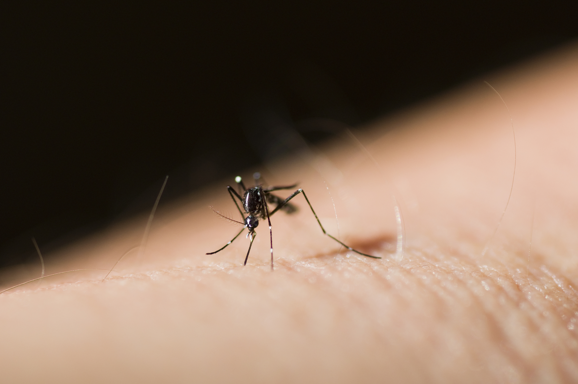 Ako vas ujede komarac, ovo su najbolji načini da zaustavite svrab!